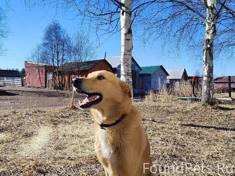 Найден пёс Рыжик, без хозяина