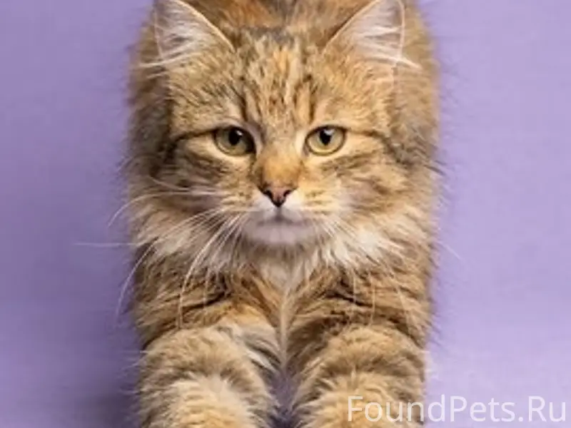 Найдена сибирская кошка Алисия, Волосово