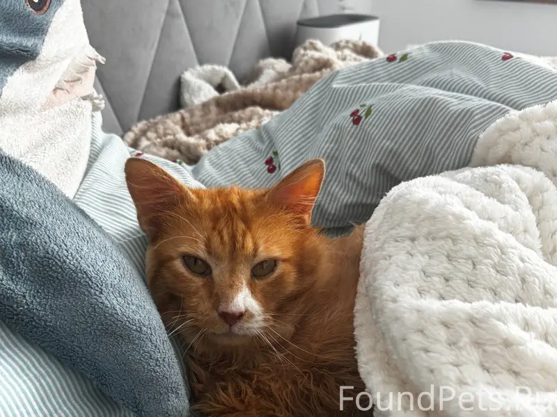 Пропал кот Феникс, Чекистская, 6