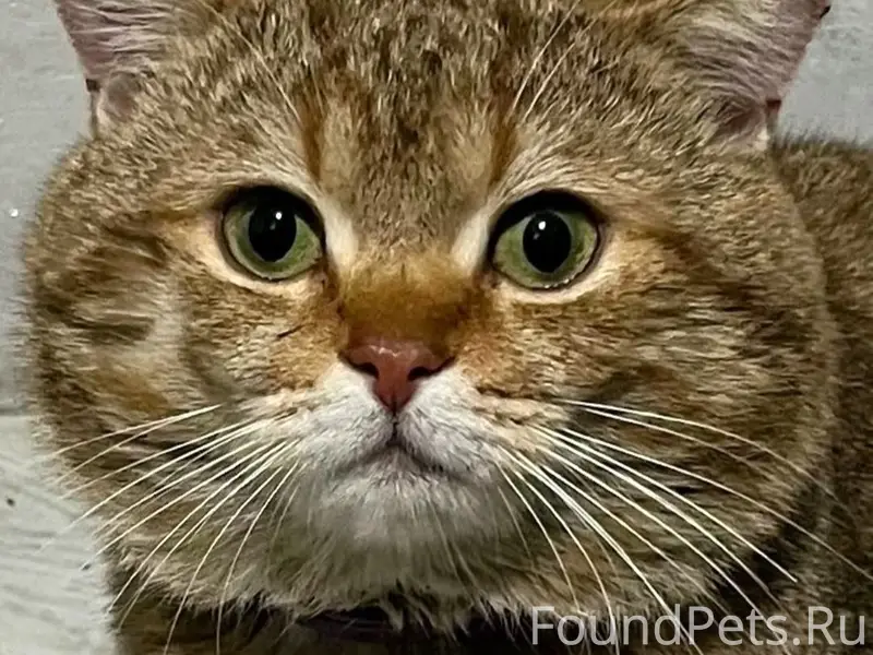 Пропал шотландский прямоухий Голдик, Нальчик