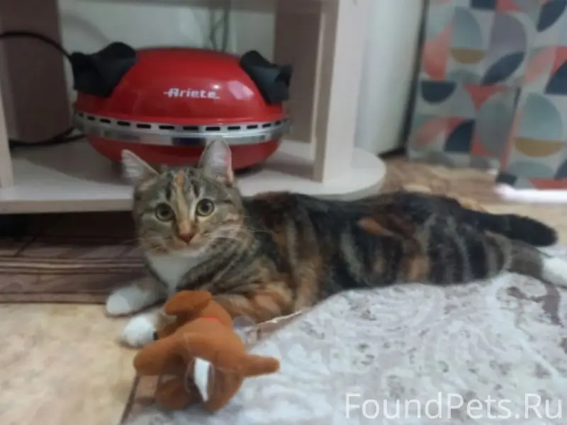 Пропала кошка Буся, парк им. Салавата Юлаева