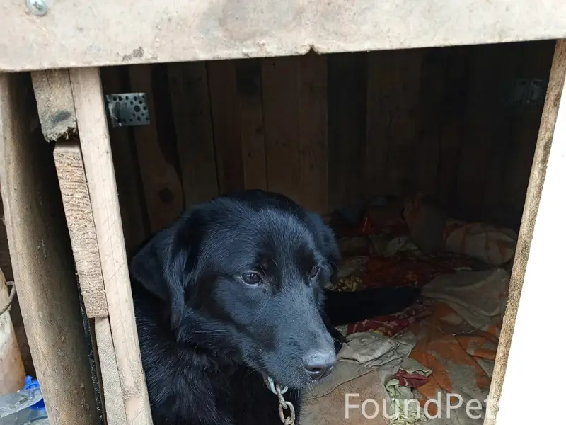 Пропали собаки, СНТ Строитель