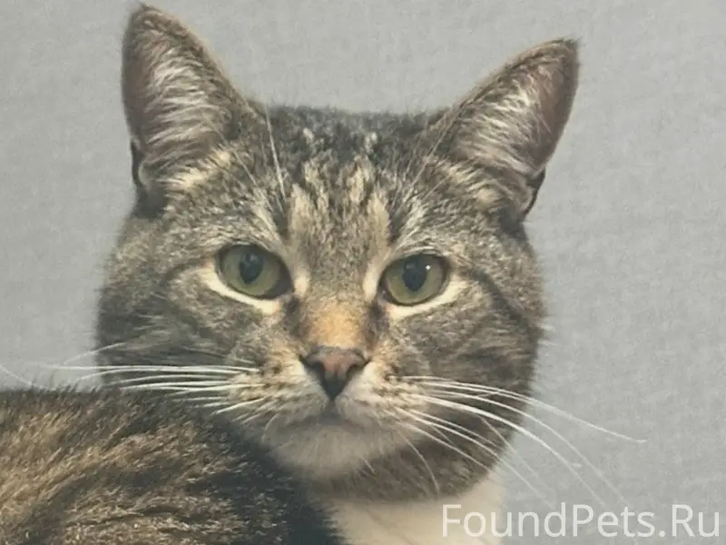 Пропал кот Армен, улица Ухтомского