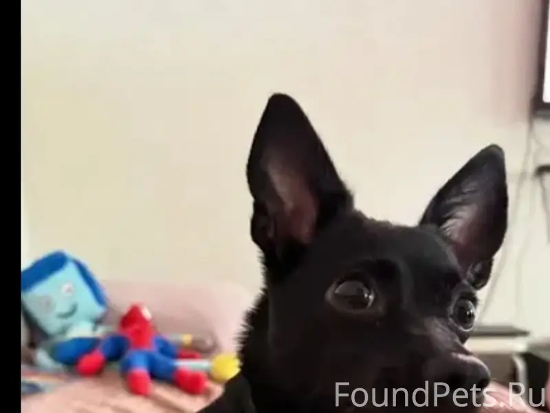 Пропала собака карликовый пинчер Грета