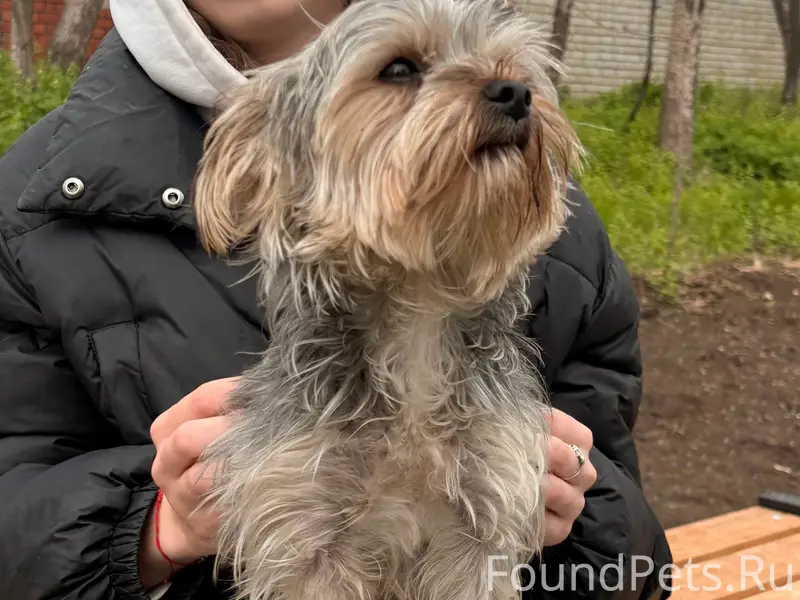 Найден йоркширский терьер, поляна возле 75 школы