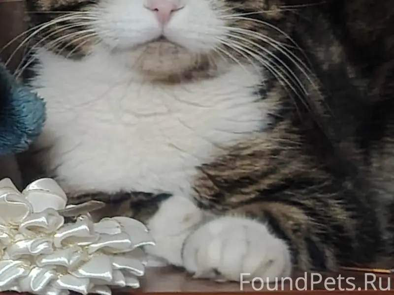 Пропал кот, улица Кирова