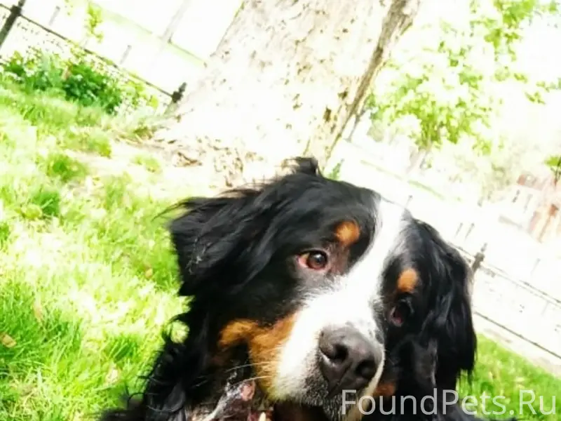 Пропал бернский зиненхунд Малыш, улица Залесская