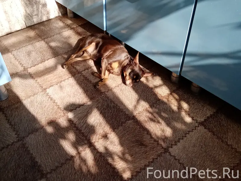 Пропала той терьер Боня