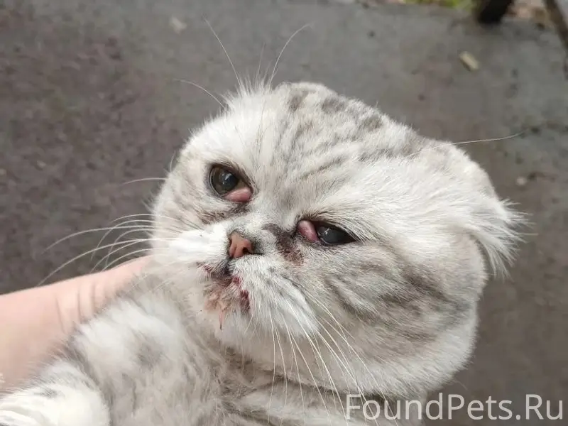 Найден кот, район Элеконд