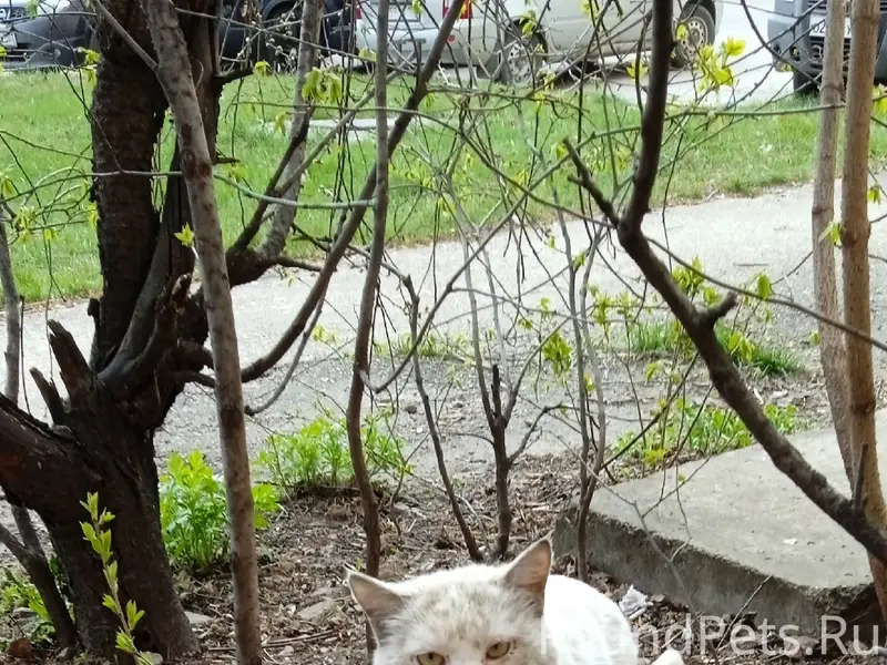 Найден белоснежный кот, Волга