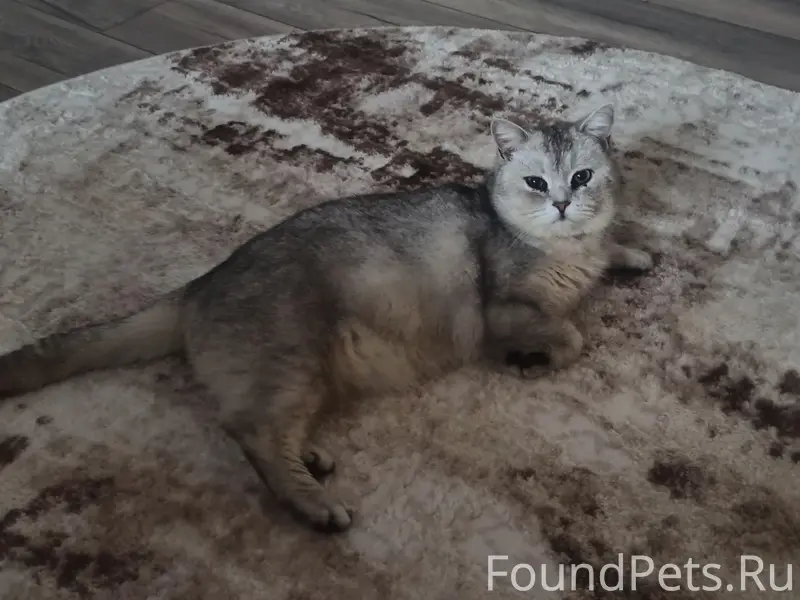 Пропал кот Каспер, жд округ
