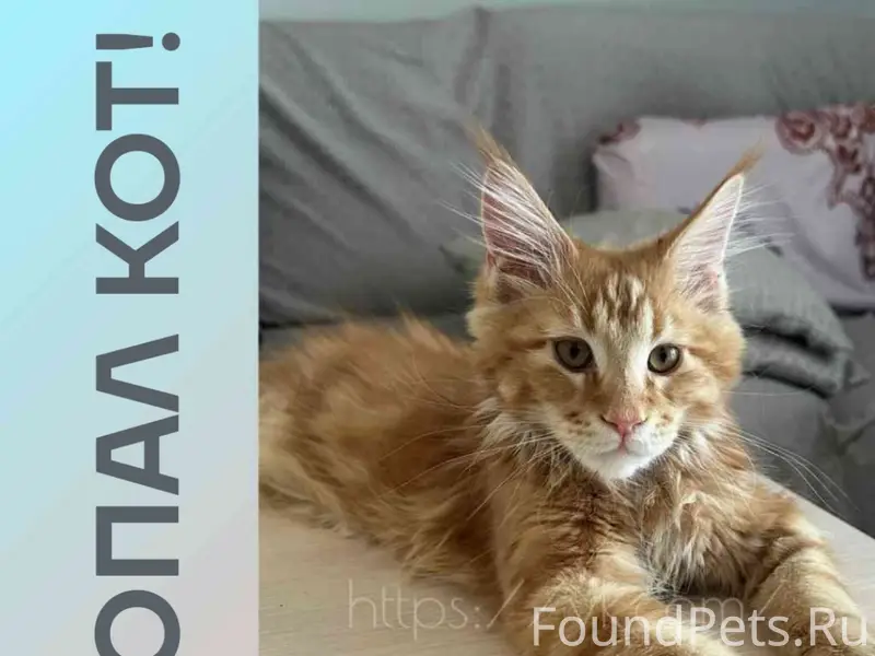 Пропал котёнок, Энгельс