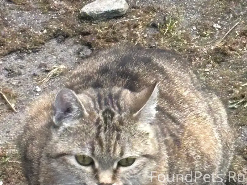 Найдена кошка, ул. Гайдара 97-99