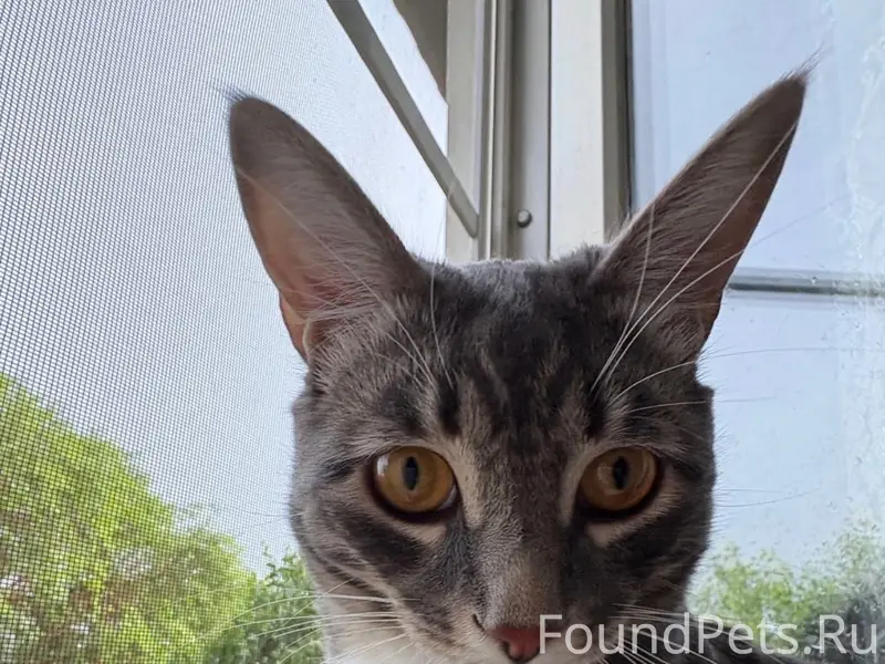 Пропал кот Дымок/Дыма, мкр Аршан, Улан-Удэ