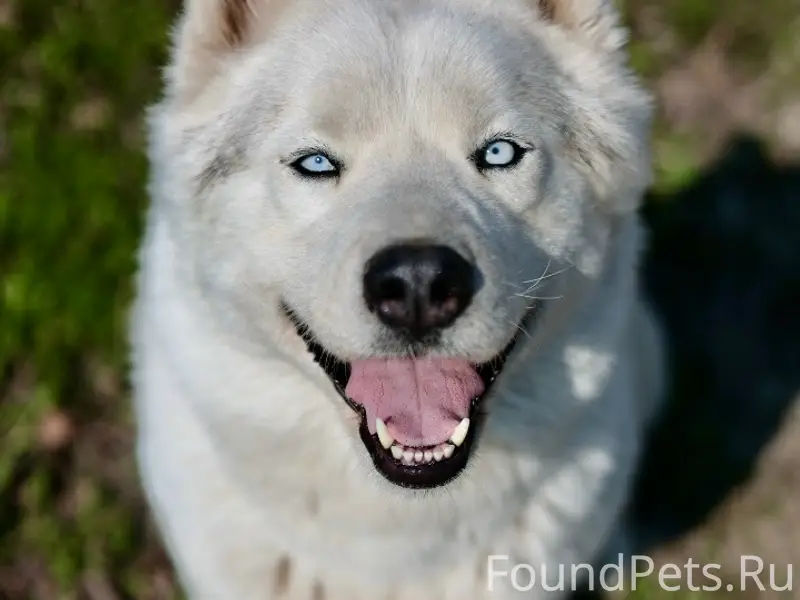 Найден щенок, девочка, примерно девять месяцев