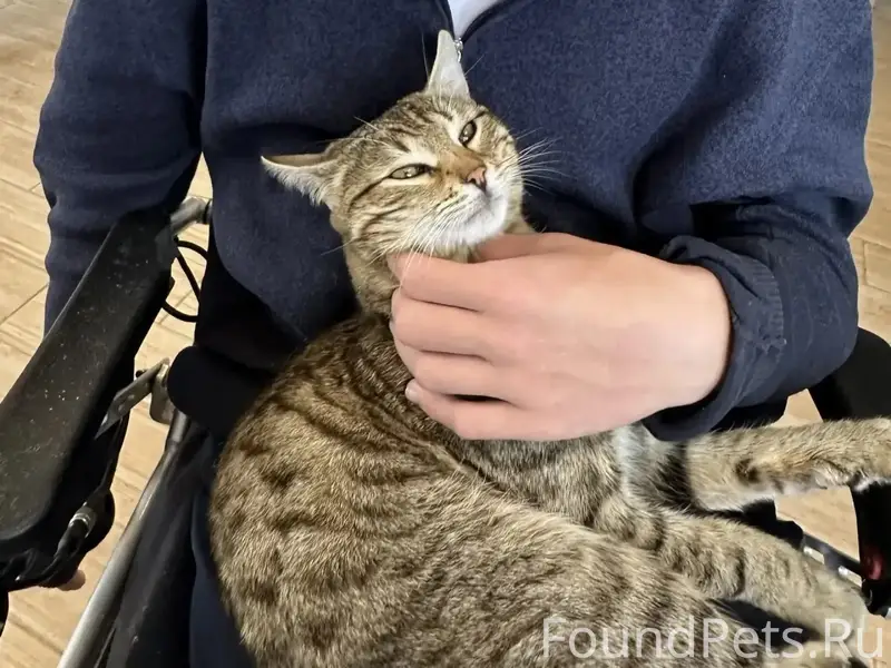 Пропал домашний кот Федя, деревня Еськино