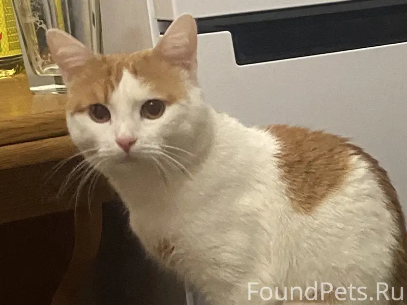 ПРОПАЛ КОТ!!!