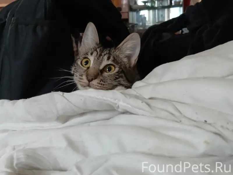 Пропала кошка Клёпа, Нижний Новгород