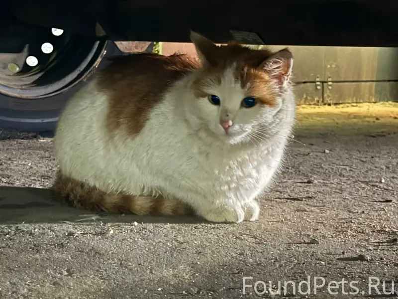 Найдена кошка, ЖК Анкудиновский парк