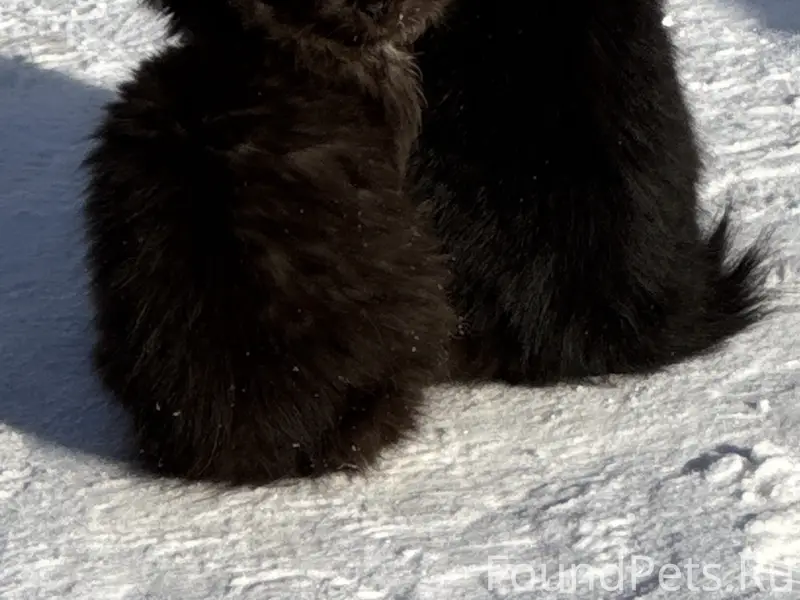 Пропал котенок в районе максидома