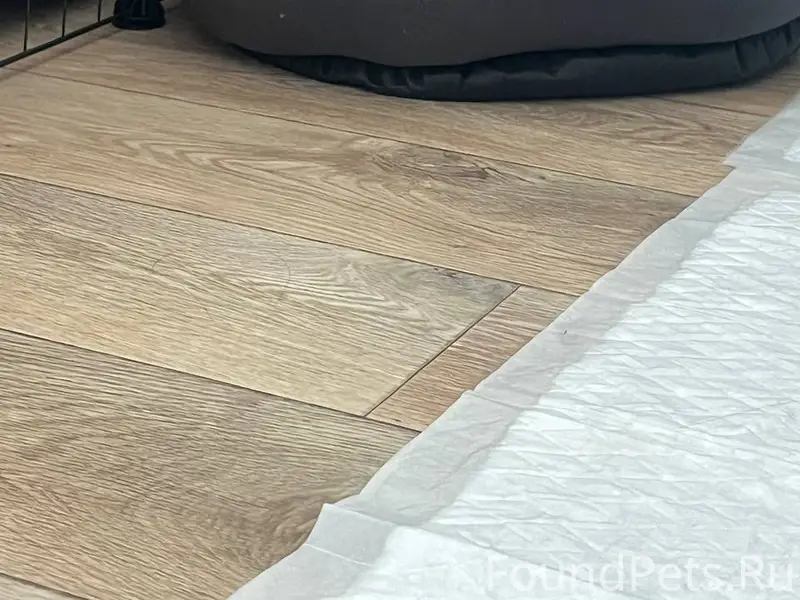 Пропала собака, 