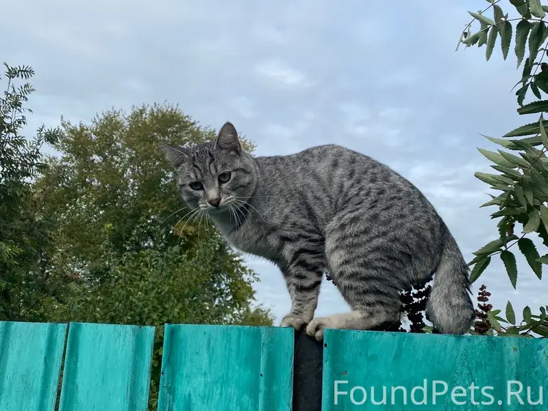 Пропал кот Барсик, Ленинский Комсомола