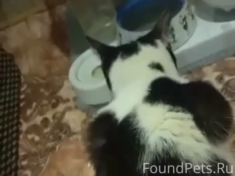 Пропал кот, Липяги, Бакинский переулок