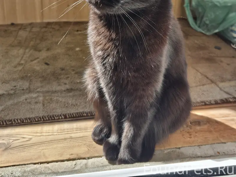 Пропала кошка Анима, Перекопский городок