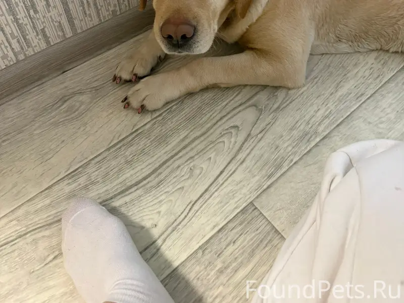 Найден лабрадор, найдена на улице Набережная 5В