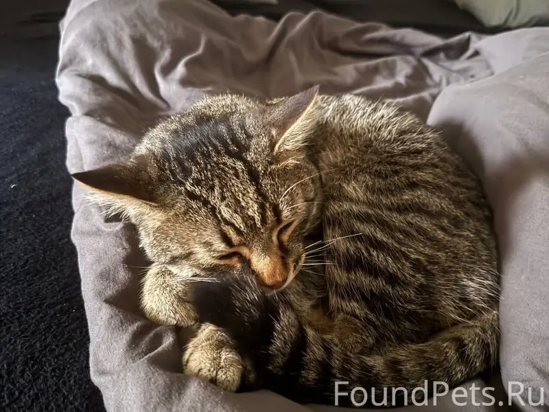 Найден кот, Титановая 1