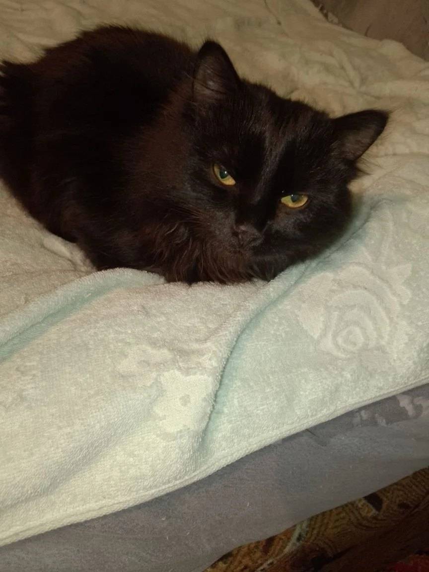 Пропал чёрный кот, предместье Марата