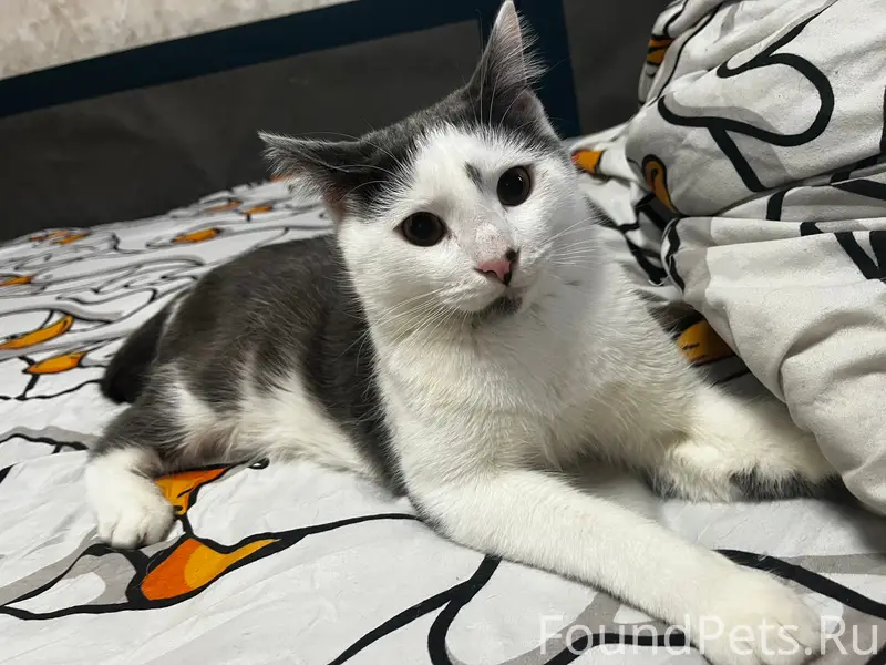 Пропал кот Кузя, район Эскулапа