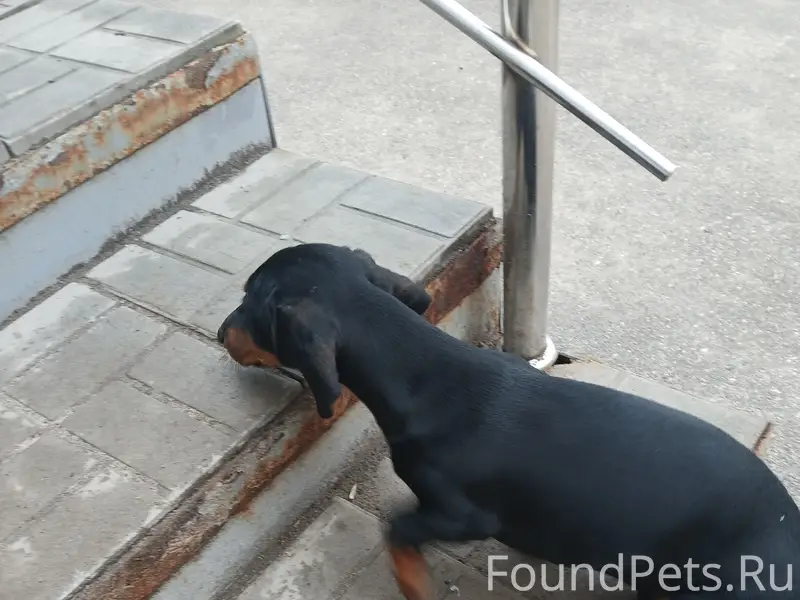 Найден щенок Такса, обратитесь по телефону