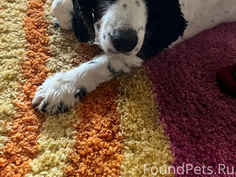 Пропала собака Соня, ж. д. части