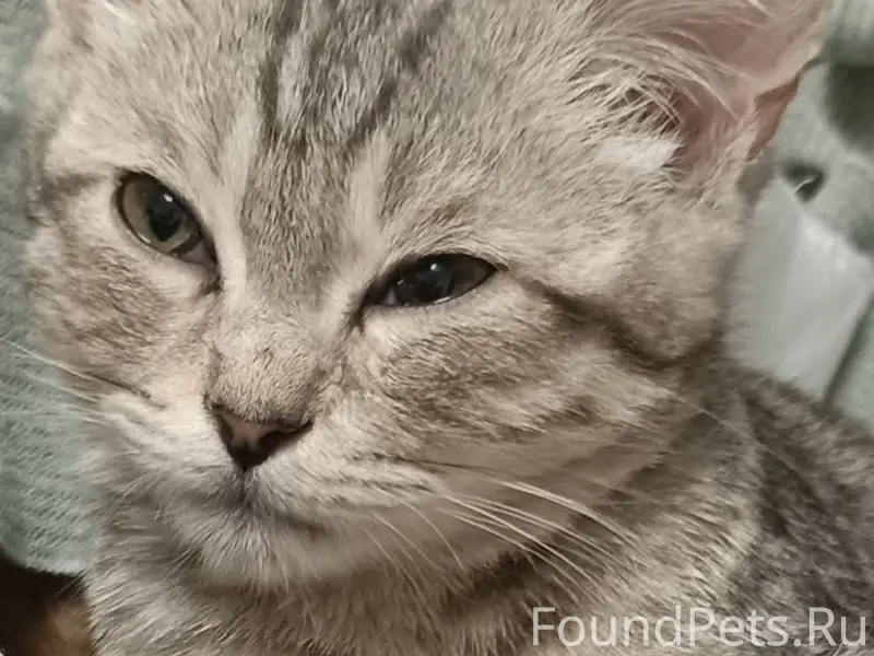 Пропал кот, между 1-ым и 2-ым переулком Шорина