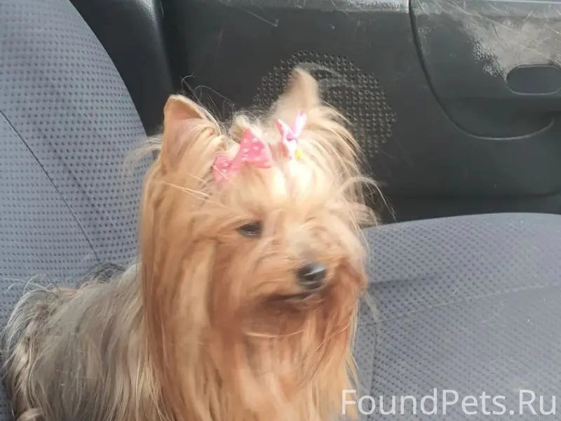 Найдена собака, имя установлено