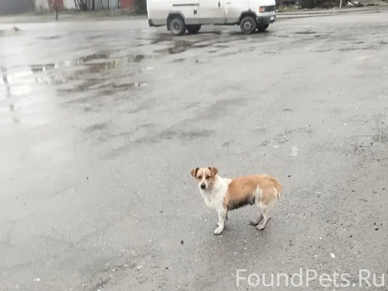 Найден тип: собака, место: улица Пришвина