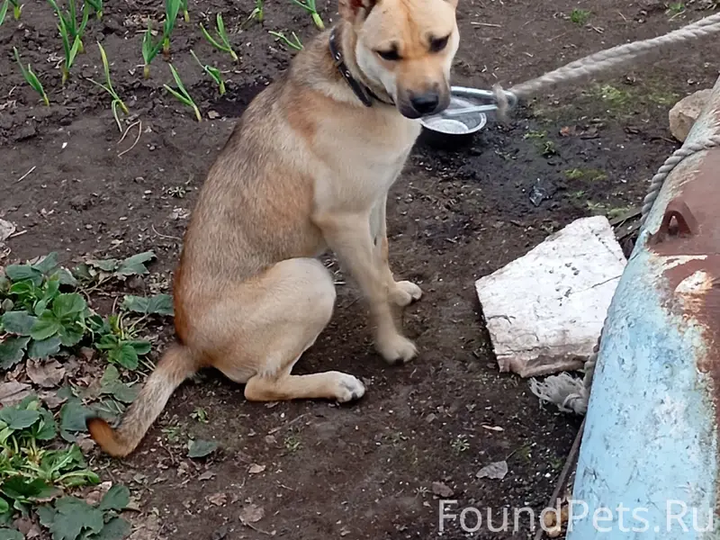 Найдена собака, [место не указано]