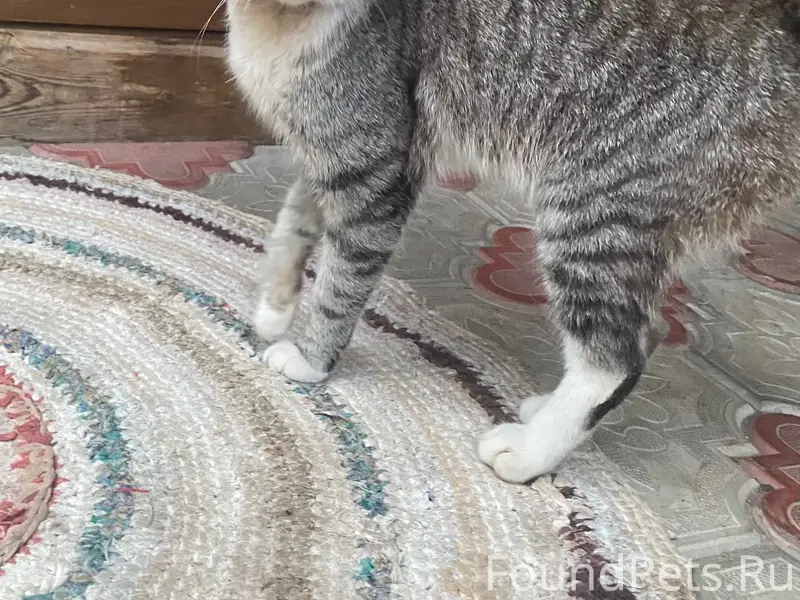 Найден кот