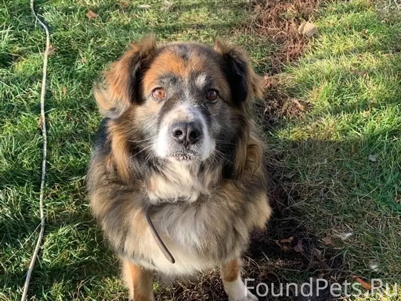 Пропал пёс Боцман, д. Князево