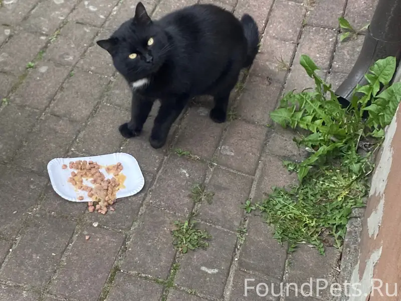 Найден кот, улица Яблоневая, г. Светлогорск