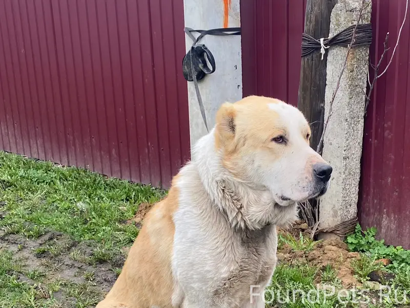 Найден алабай, Рязань