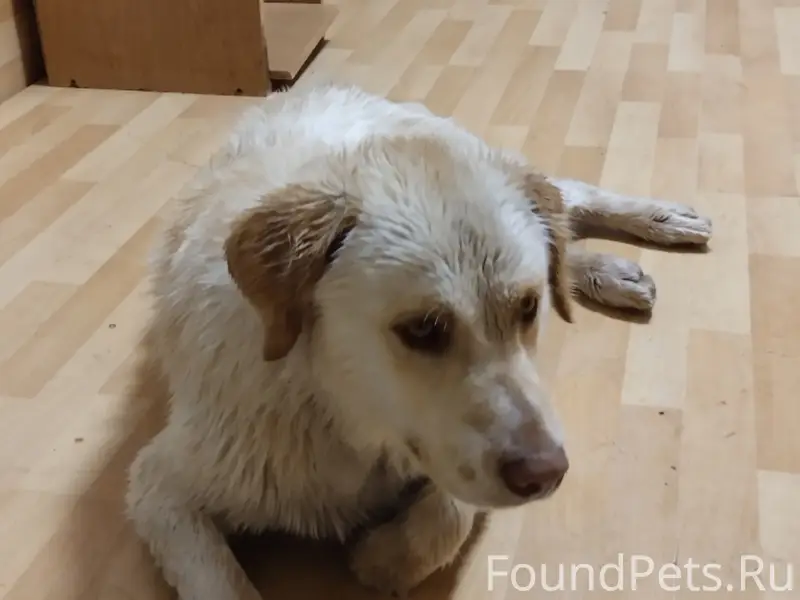 Найден Лабрадор, 9 мкр