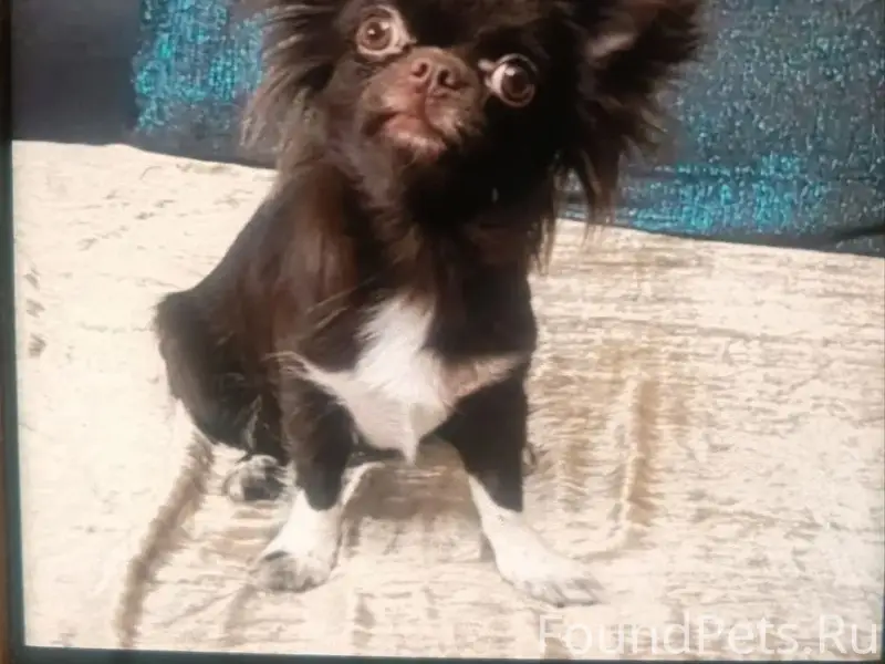 Пропали собаки, Красноярск, ул Новосибирская