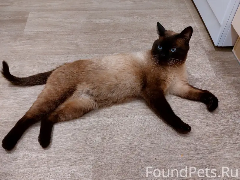 Найден сиамский кот, пос. Залесный