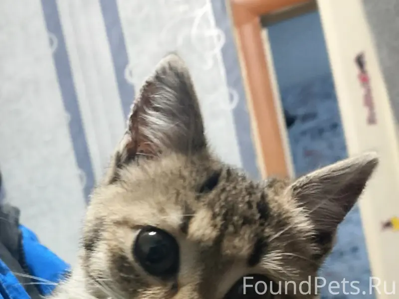 Пропала кошка, западный район