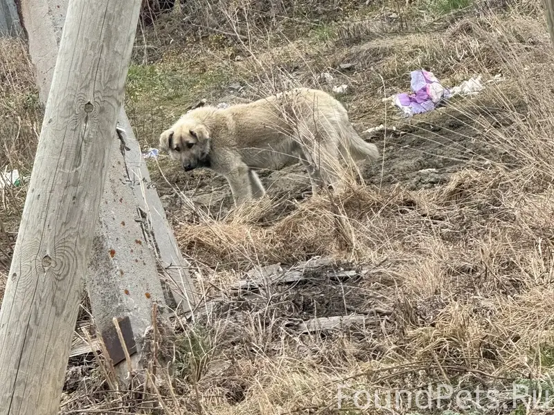 Найден тип собака, деревня Измоденова