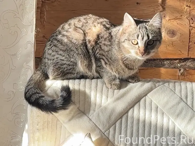 Пропала кошка Мышка
