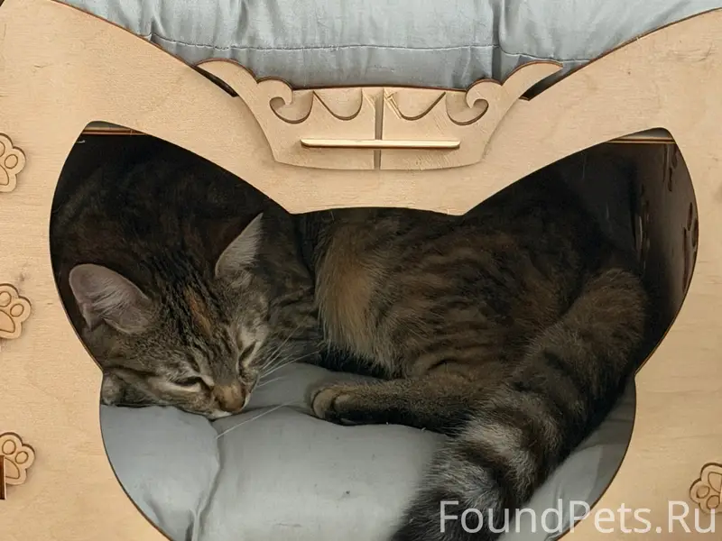 Пропала кошка, район ул. Полянка или д. Красное Сущево