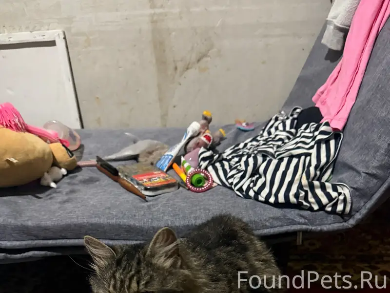 Найден серый кот, г. Белоозерский